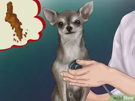 Image titled Feed Picky Chihuahuas Step 1