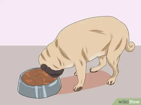 Image titled Breed Pugs Step 17