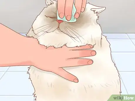 Image titled Protect Your Cat's Eyes Step 6