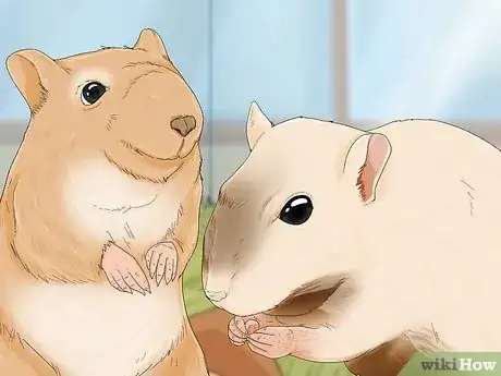 Image titled Tame Your Gerbils Step 4