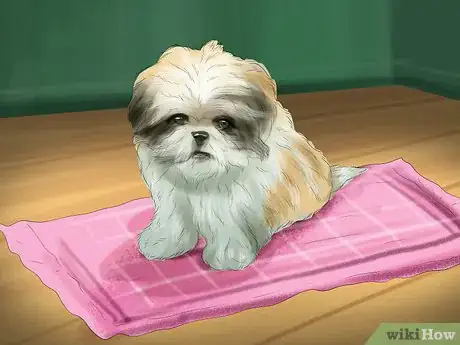 Image titled Housebreak Shih Tzu Puppies Step 7