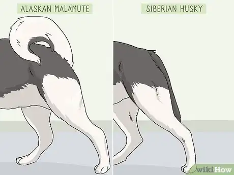 Image titled Identify an Alaskan Malamute from a Siberian Husky Step 4