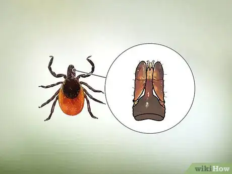 Image titled Identify a Deer Tick Step 5