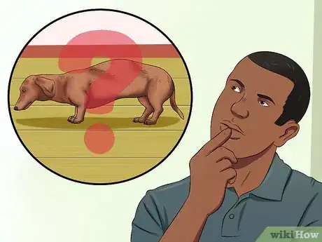 Image titled Diagnose Back Problems in Dachshunds Step 11