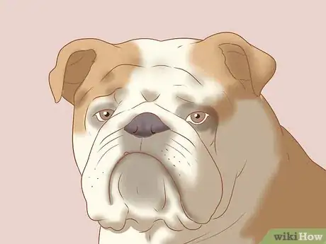 Image titled Identify an English Bulldog Step 4