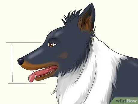 Image titled Identify a Border Collie Step 4