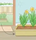 Grow Cannas