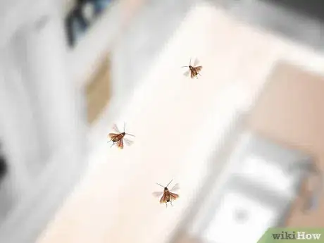 Image titled Identify a Cockroach Step 27