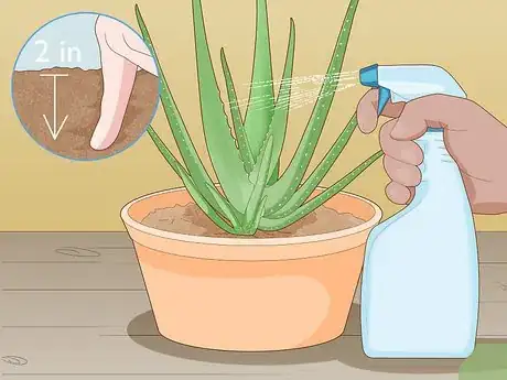 Image titled Force Bloom on Aloe Vera Step 8