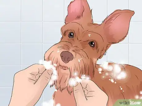 Image titled Bathe a Schnauzer Step 13