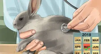 Tell if Your Rabbit Is in Pain