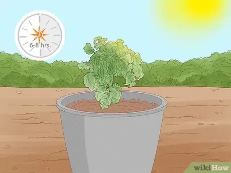 Image titled Grow Tomatoes in Pots Step 12