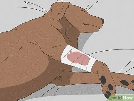 Image titled Tell if Your Dog Is Having a Medical Emergency Step 18