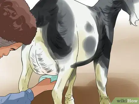 Image titled Treat Mastitis in a Goat Step 9