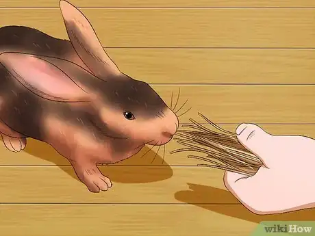 Image titled Care for Rex Rabbits Step 11