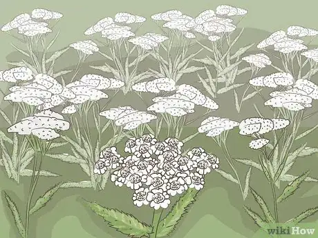 Image titled Harvest Yarrow Step 1