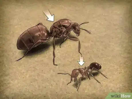 Image titled Identify a Queen Ant Step 4