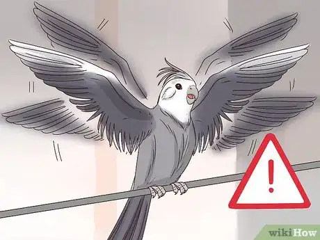 Image titled Understand Cockatiel Gestures Step 9