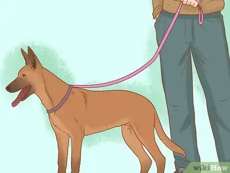 Image titled Calculate the Cost to Adopt a Dog Step 18