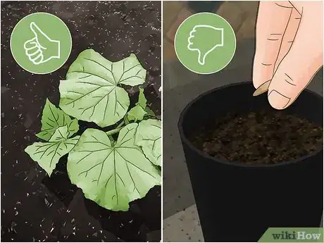 Image titled Get Rid of Cucumber Beetles Step 1