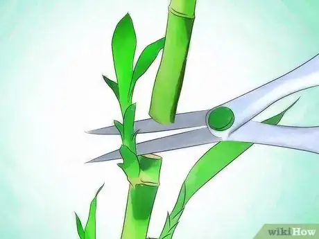 Image titled Grow Lucky Bamboo Step 12