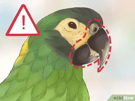 Image titled Spot Signs of Disease in Conures Step 3