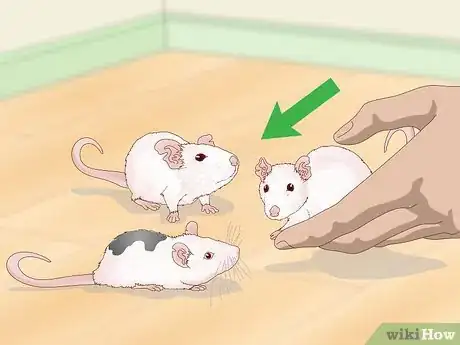 Image titled Stop Pet Mice from Fighting Step 3