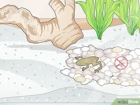 Image titled Add a Frog to a Fish Tank Step 3