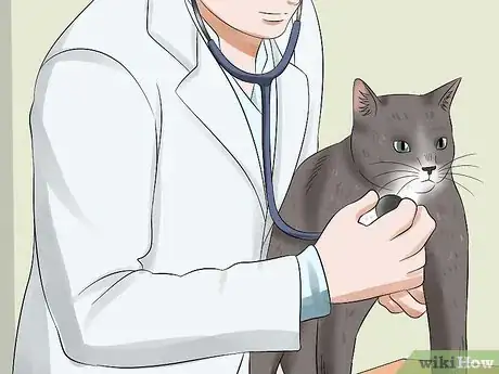 Image titled Treat Anemia in Cats Step 10