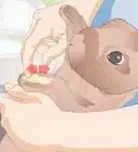 Give a Rabbit Medication