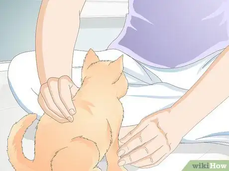 Image titled Teach Your Cat to Give a Handshake Step 10