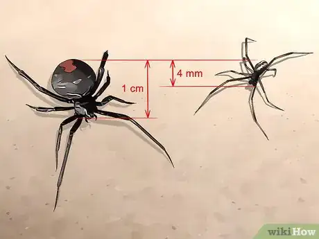 Image titled Identify a Redback Spider Step 1