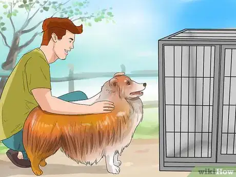 Image titled Train Shelties Step 4