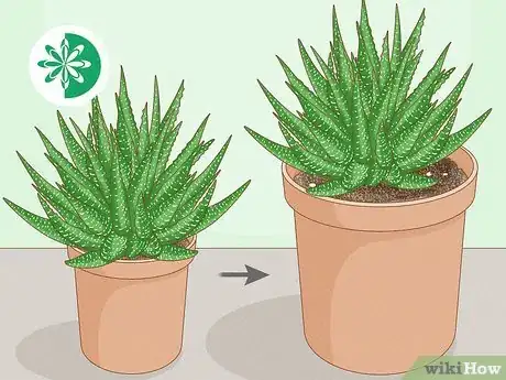 Image titled Care for a Zebra Succulent Step 10