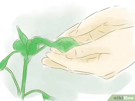 Image titled Grow Plants from Seed Step 12