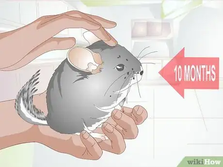 Image titled Breed Chinchillas Step 4