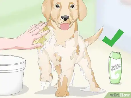 Image titled Detect Flea Bites Step 11