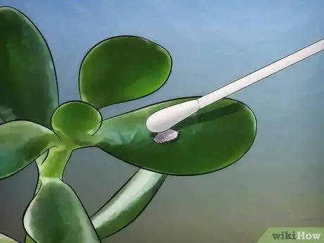 Image titled Grow a Jade Plant Step 13