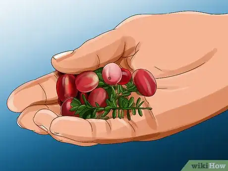 Image titled Harvest Cranberries Step 1