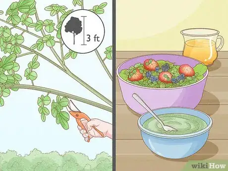 Image titled Grow a Moringa Tree Step 12