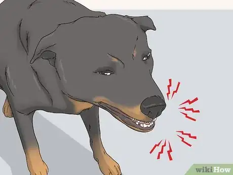 Image titled Test Dogs for Rabies Step 2