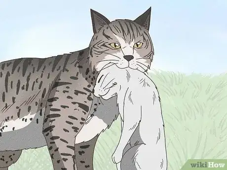 Image titled Tell if Your Cat Is Mixed with Bobcat Step 16