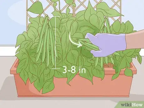 Image titled Grow Green Beans Indoors Step 10