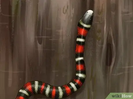 Image titled Tell the Difference Between a King Snake and a Coral Snake Step 7