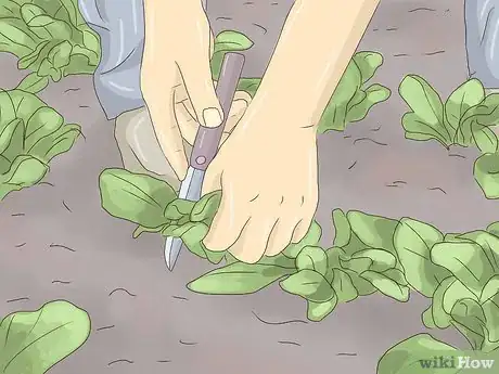 Image titled Plant Lettuce Step 14