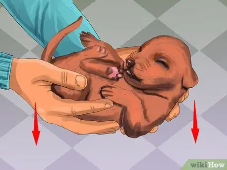 Image titled Tell if a Dog Is a Girl or Boy Step 4