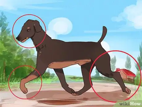Image titled Improve Your Dog's Show Ring Gait Step 2
