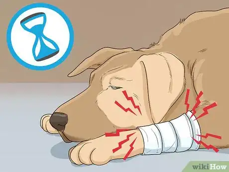 Image titled Help Your Dog Recover from Surgery Step 9