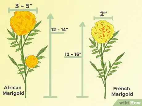 Image titled Grow Marigolds Step 5