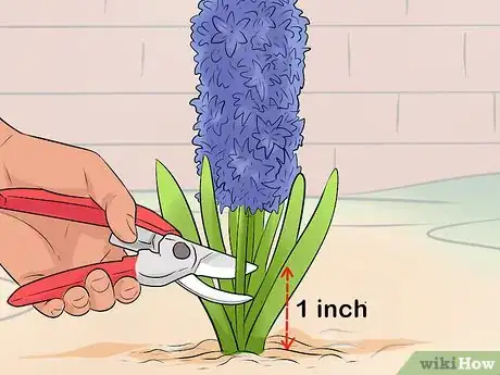 Image titled Prevent Hyacinth Flowers from Flopping Step 12